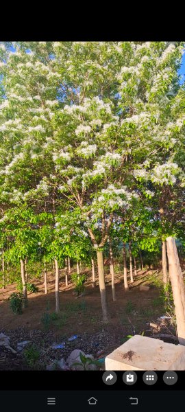 低价出售四月雪