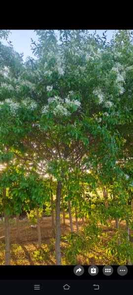 低价出售四月雪