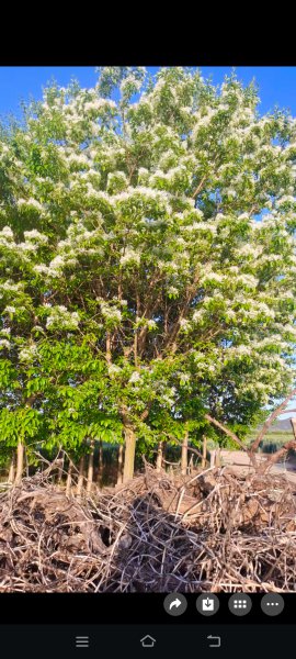 低价出售四月雪